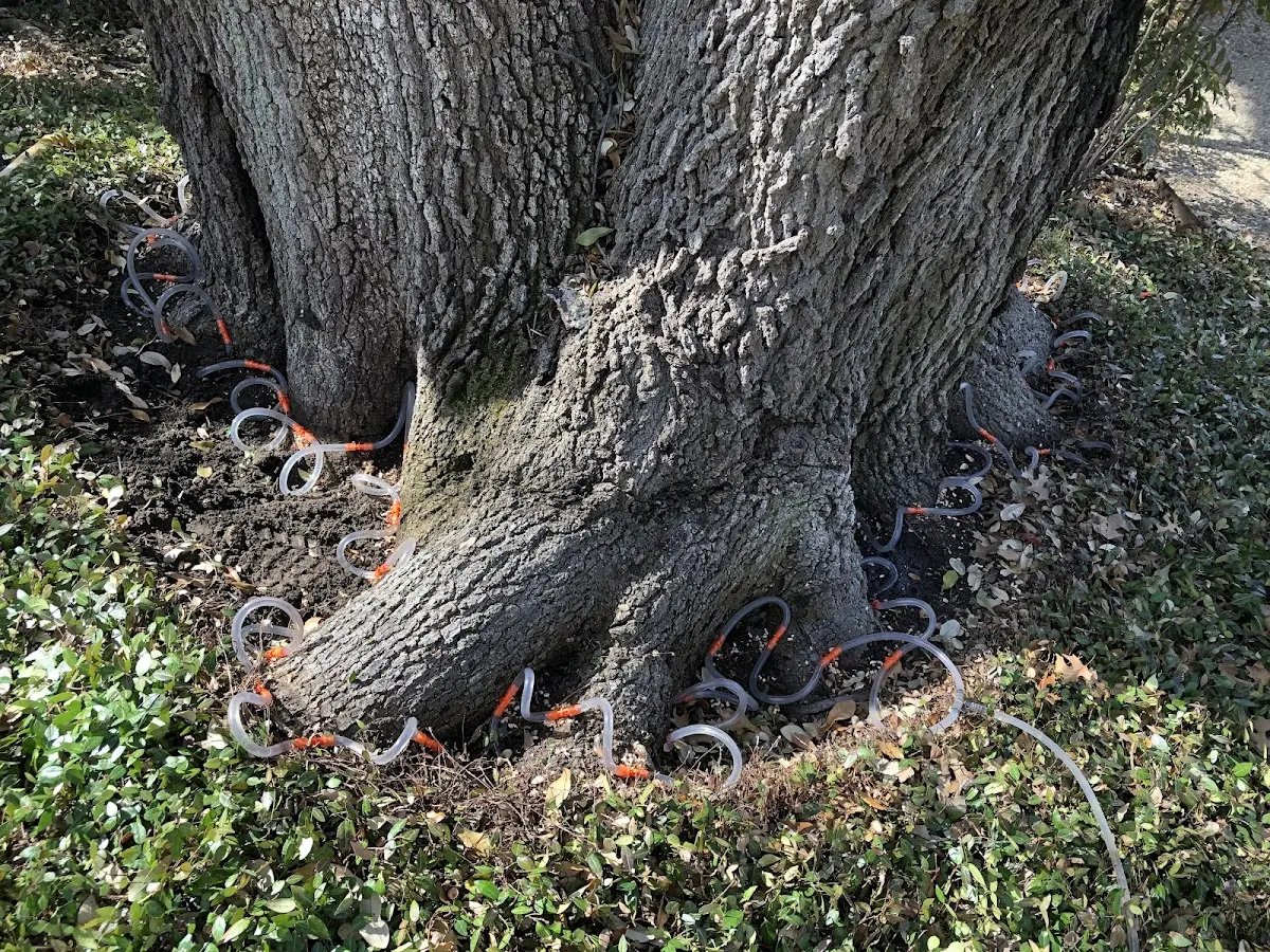 Detailed Tree Cabling and Bracing job site in Susanville